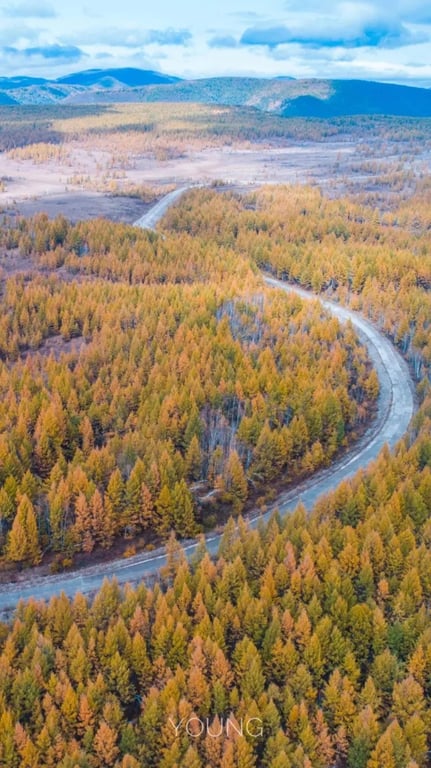 A road through golden autumn forest in Arxan