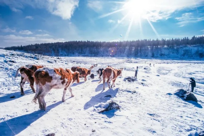 Snow-covered landscape in Arxan in winter