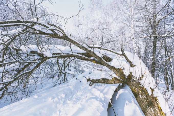 Schneebeladene Zweige entlang des Raureifkorridors