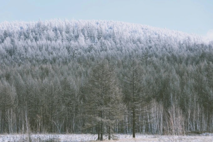 Verschneiter Wald und offene Flächen im Arxan-Nationalforstpark