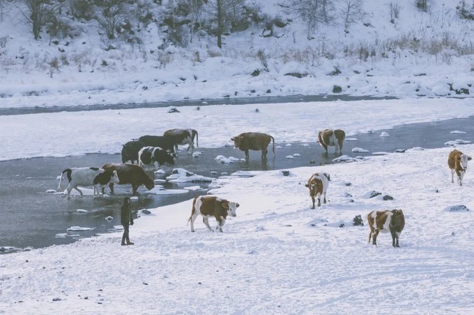 Rinder am Ungefrorenen Fluss im Winter