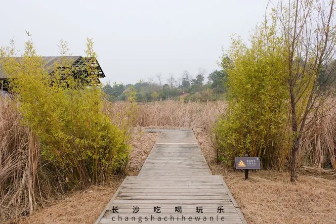 Passarela entre juncos de inverno em Yanghu