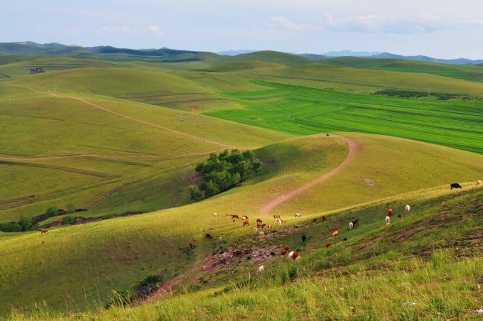 Abedules otoñales y pradera en la meseta de Bashang