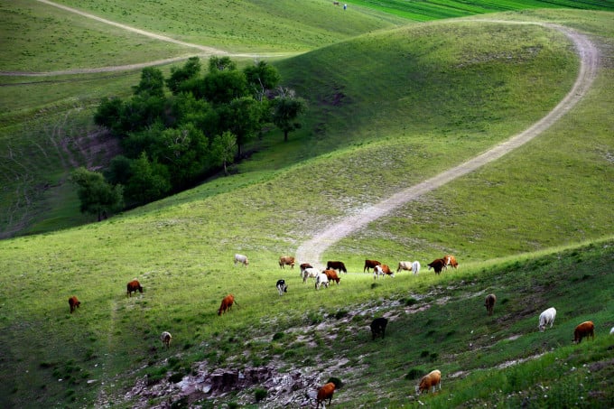 Grasland und bewaldete Hügel im Bashang-Gebiet im Norden Hebeis
