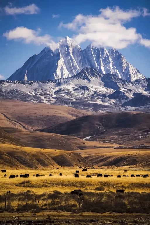 Weidendes Vieh unterhalb des Yala-Bergs auf der Route Yala–Dangling