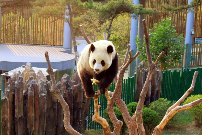 Animal habitat at Dalian Forest Zoo