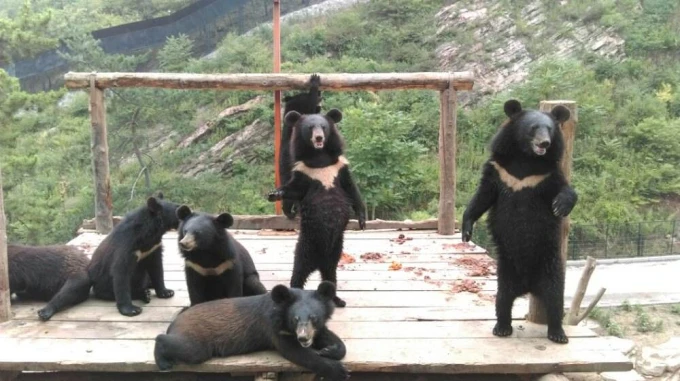 Path through the animal enclosures at Dalian Forest Zoo