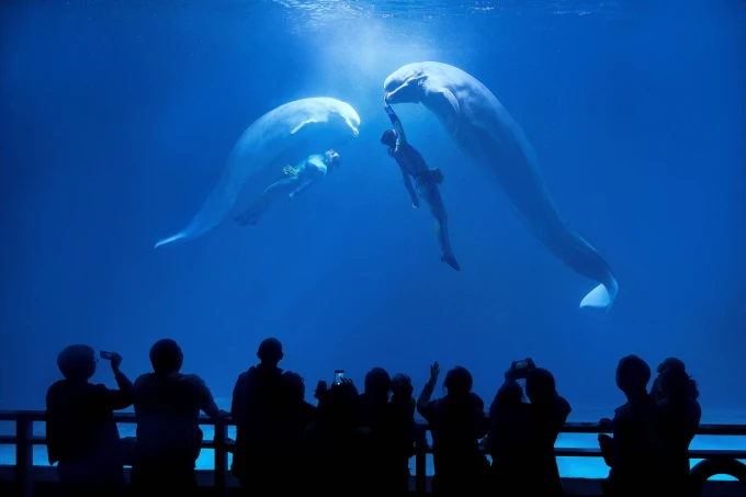Underwater tunnel at an aquarium in Dalian