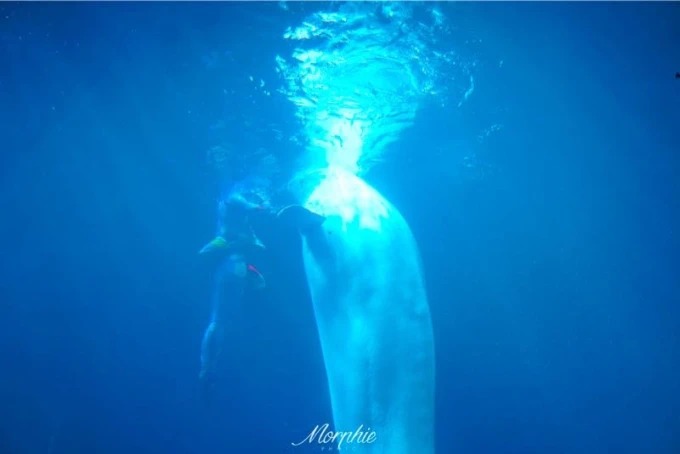 Ballenas beluga durante un espectáculo submarino