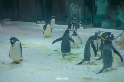 Pingüinos en la exposición Mundo Polar