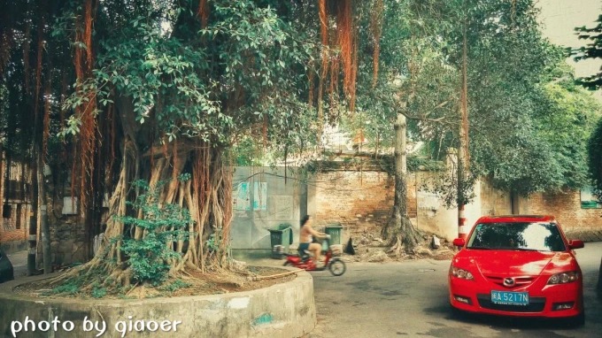A banyan-shaded crossroads in the lanes near Wuyi Villa
