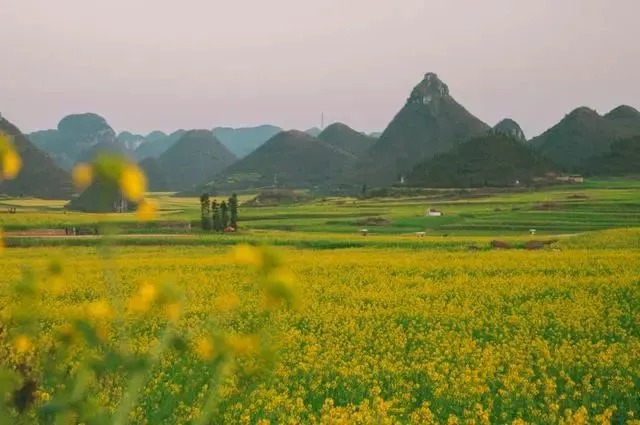 Gelbe Rapsfelder und Karstgipfel in Luoping, Yunnan