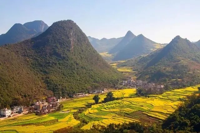 Champs de colza vus depuis un point de vue élevé près de Jiulong