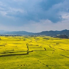 진지 봉우리 군락에서 바라본 노란 유채밭