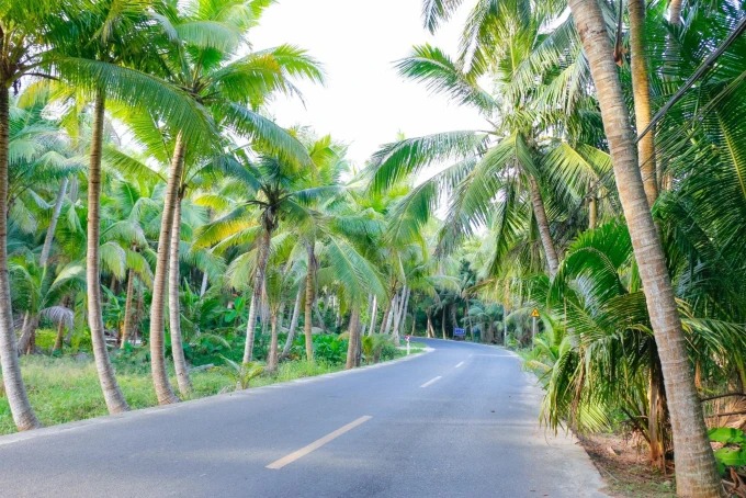 Palm trees at Dongjiao Coconut Forest