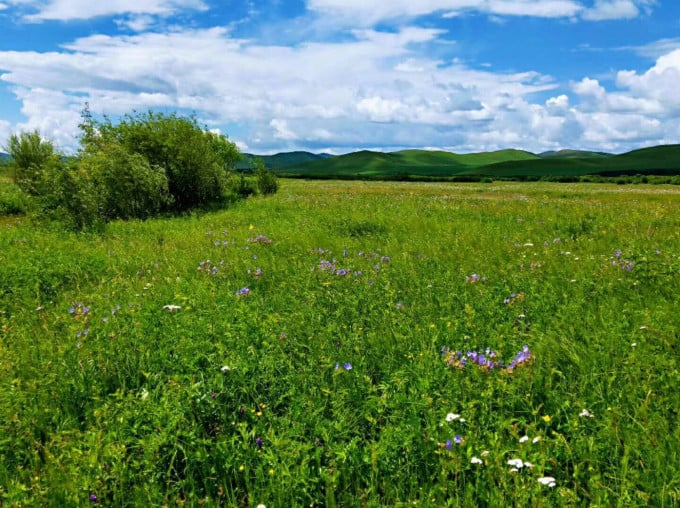 Green Hulunbuir grassland with grazing animals