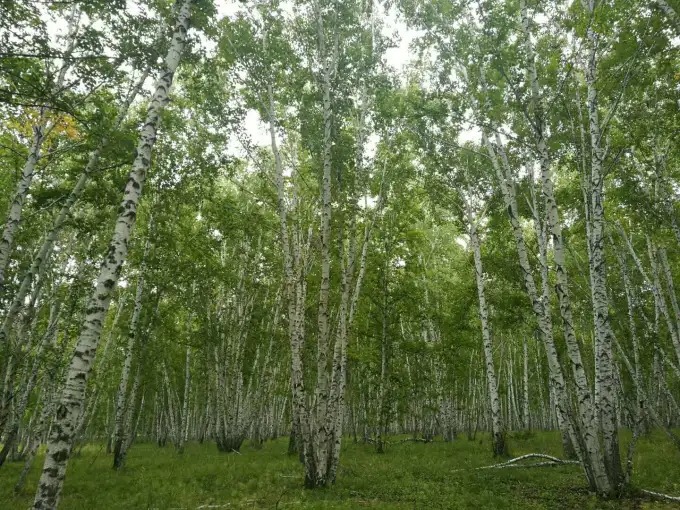 White birch trunks in a summer forest