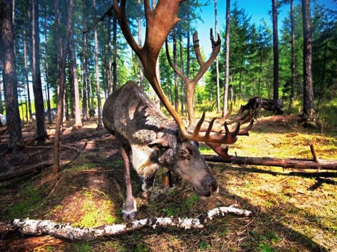 Reindeer at Aoluguya in the forest