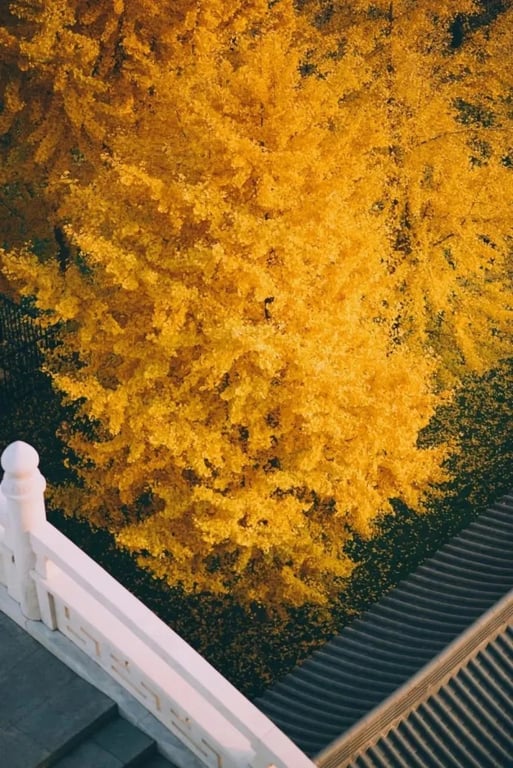 Ginkgo trees along the Changxing corridor in Huzhou