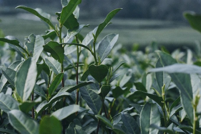 Un sentier de jardin près de l’Académie bouddhiste de Hangzhou