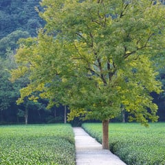 Bambous et sentier de pierre sur le sentier des bambous de Yunqi