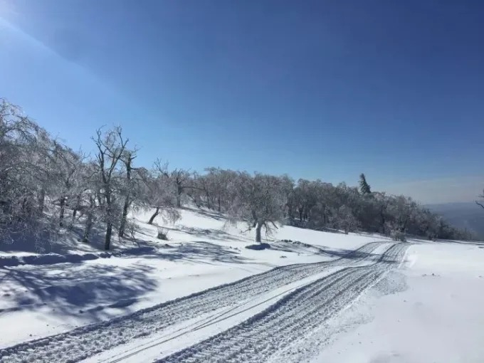 Bosque cargado de nieve y tejados del pueblo en invierno