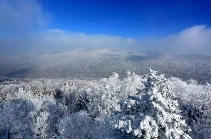 Roca cubierta de nieve y bosque en un área escénica invernal