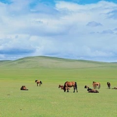 Prairie du Hulunbuir en fin de journée