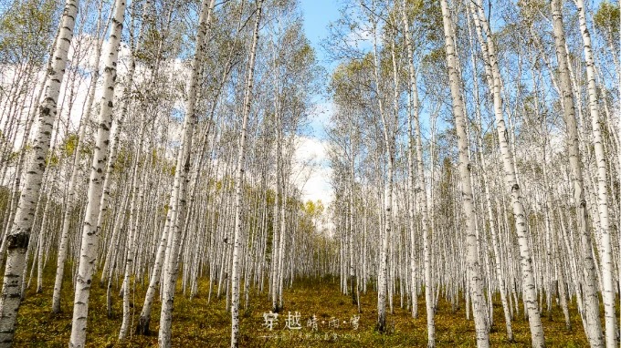 Forêt de bouleaux du Hulunbuir