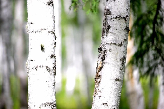 Birch trunks in the forest near Ergun