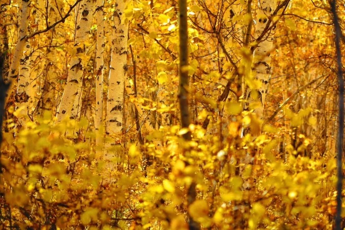 Forest scene in the Ergun birch forest area