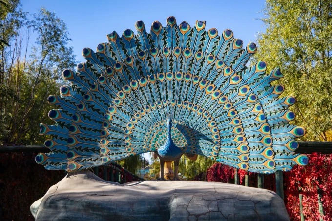 Blue peacock in a garden enclosure