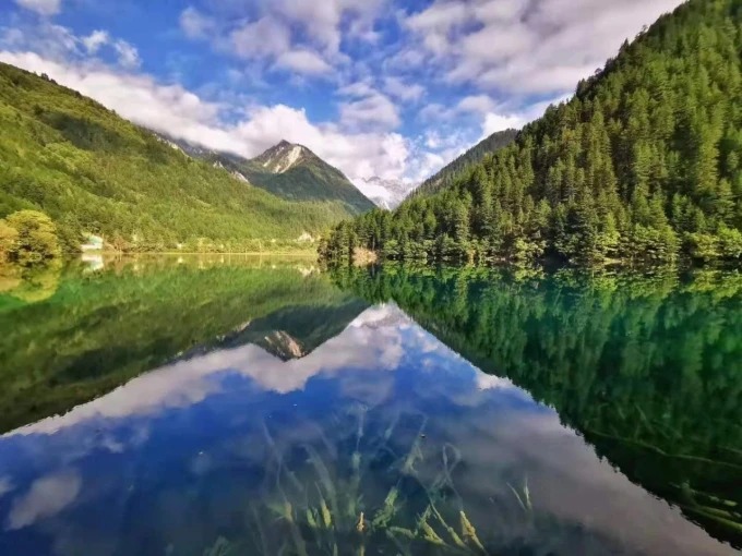 Forêt dans la réserve de Jiuzhaigou