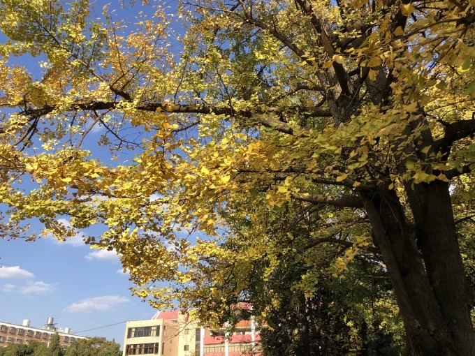 Sendero arbolado en el campus de la Universidad de Yunnan