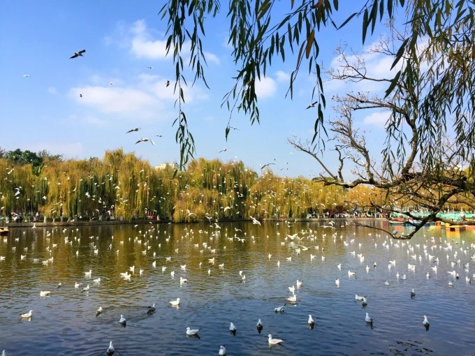 Gaviotas invernales sobre el parque Cuihu