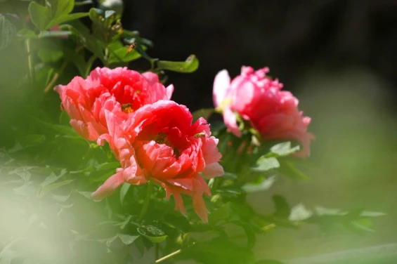 바이윈산의 산악 풍경