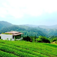 Edifícios de estilo tradicional no Vale de Jingxin, em Dushan