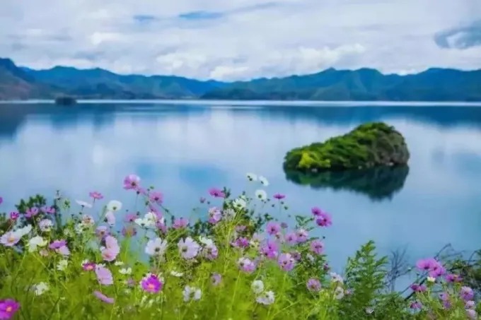 Flowers and lake scenery in summer at Lugu Lake