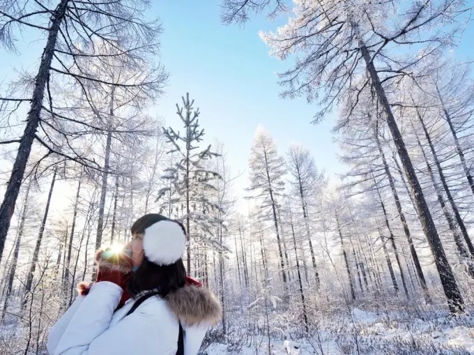 Troncos de bétulas brancas na paisagem invernal de Mohe
