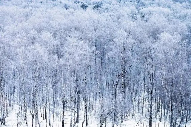 Weiße Birkenstämme in einem verschneiten Wald