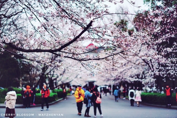Kirschblüten entlang eines Wegs an der Forstuniversität Nanjing