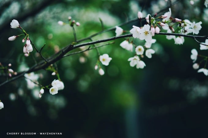 Spring blossom at Nanjing Forestry University