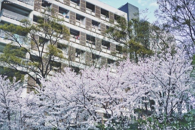 Flowers beside a walkway at Nanjing Arts Institute
