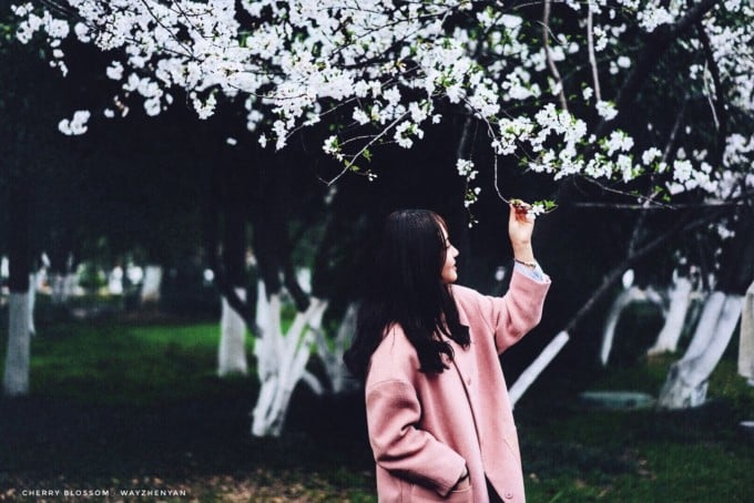 Cherry trees along a campus path at Nanjing Forestry University