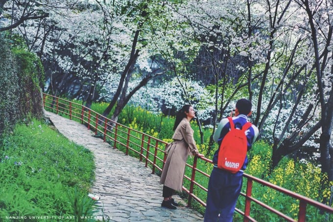 Spring flowers and campus buildings at Nanjing Arts Institute