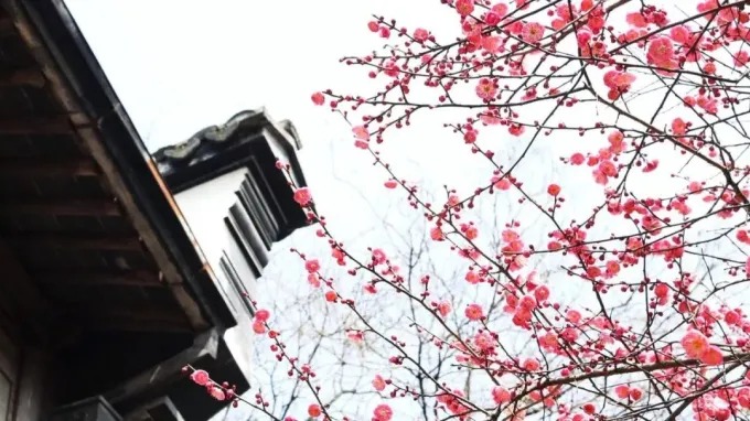Pale pink blossoms on spring branches