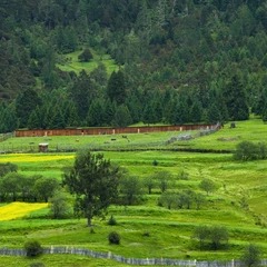 Wiesen und Wald auf der Weide von Lunang in Nyingchi