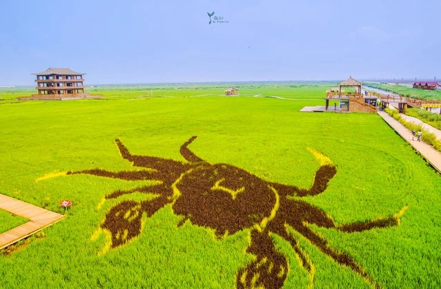 Farbige Reisfeldkunst bei Daomeng Space