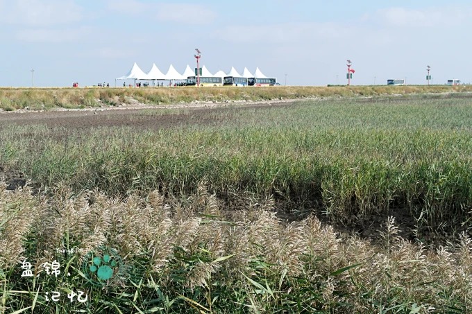 Reed marsh along the Panjin wetland boardwalk