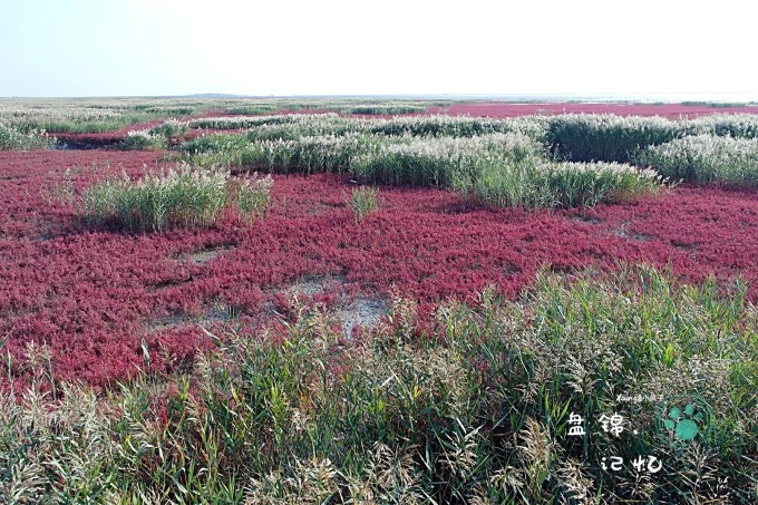 Reeds meeting red wetland at the river-sea boundary